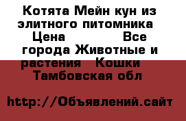 Котята Мейн-кун из элитного питомника › Цена ­ 20 000 - Все города Животные и растения » Кошки   . Тамбовская обл.